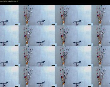 anisston_boods — 64 minute Chaturbate female cam show recording, 720p, Mar 21, 2019