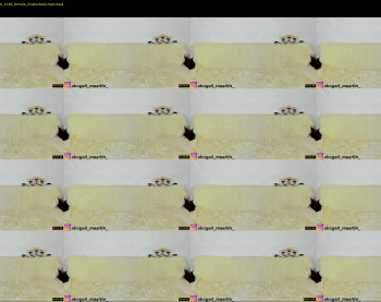 abogailmaartin — 5 minute Chaturbate female cam show recording, 1080p, Jul 21, 2020