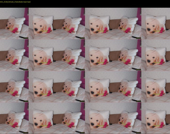 foxydiamond2020 — 22 minute Chaturbate female cam show recording, 1080p, Aug 20, 2021