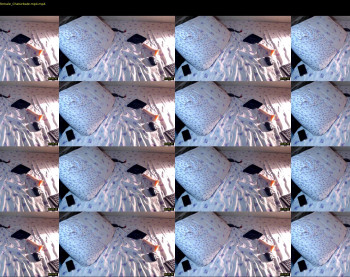 q_t_pie — 12 minute Chaturbate female cam show recording, 1080p, Sep 13, 2021