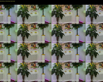 ethel_alen — 5 minute Chaturbate female cam show recording, 1080p, Jun 9, 2022
