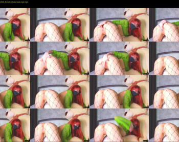 sweet_69billy — 15 minute Chaturbate female cam show recording, 720p, Jun 20, 2024