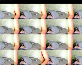 andyxraven — 3 minute Chaturbate couple cam show recording, 720p, May 31, 2025