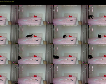 halliee — 6 minute Chaturbate couple cam show recording, 720p, Sep 4, 2025