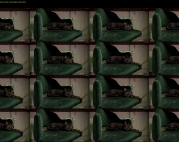 waynenorth — 5 minute Chaturbate male cam show recording, 720p, Feb 4, 2026