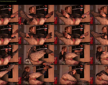 evahothead — 5 minute Chaturbate female cam show recording, 720p, Feb 19, 2026