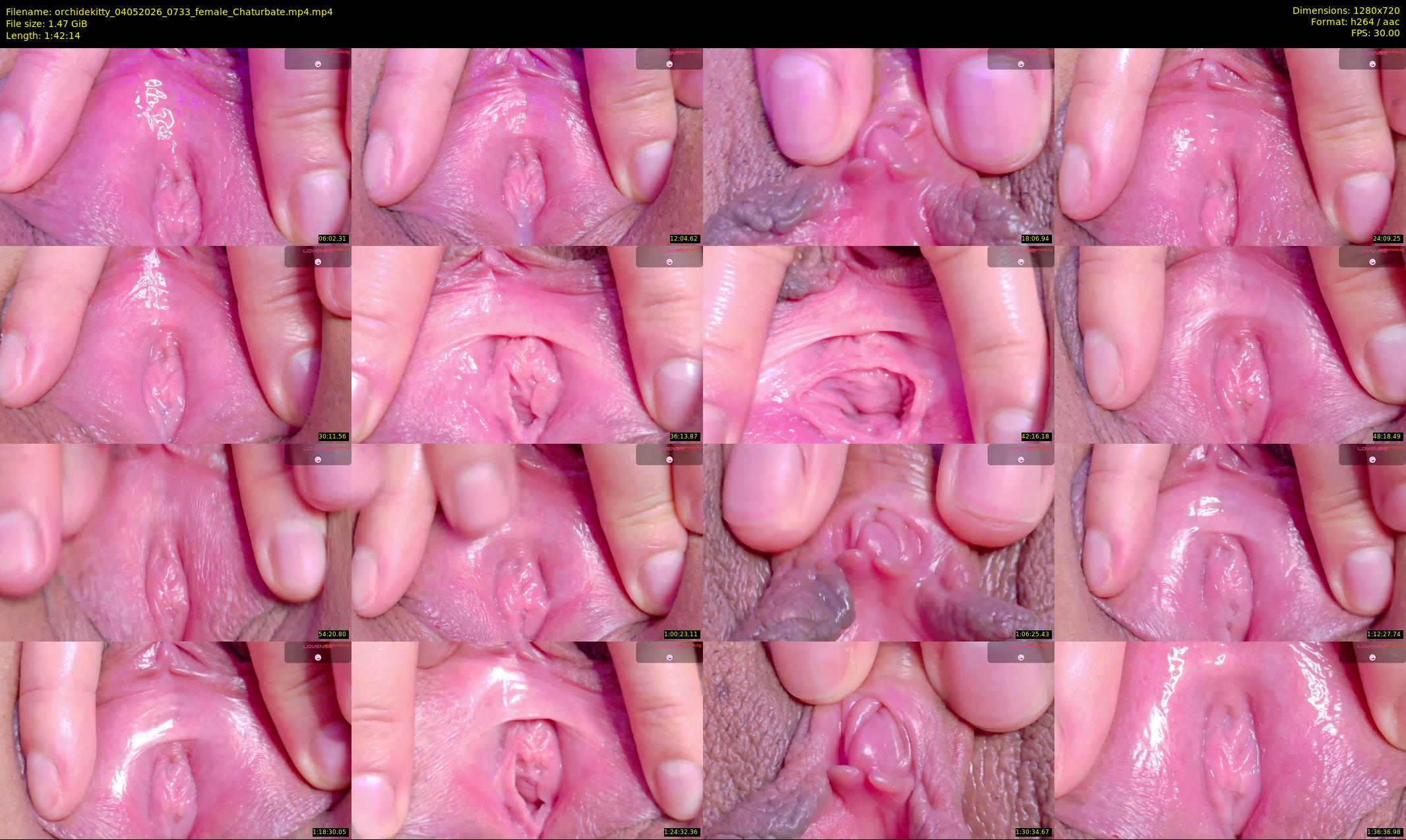 orchidekitty — 103 minute Chaturbate female cam show recording, 720p, May 4, 2026